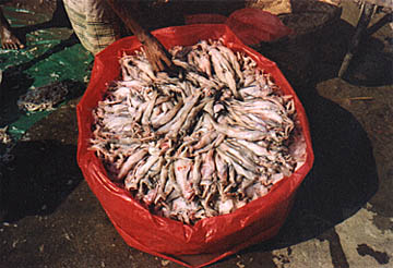 fish vendor, south of chittagong