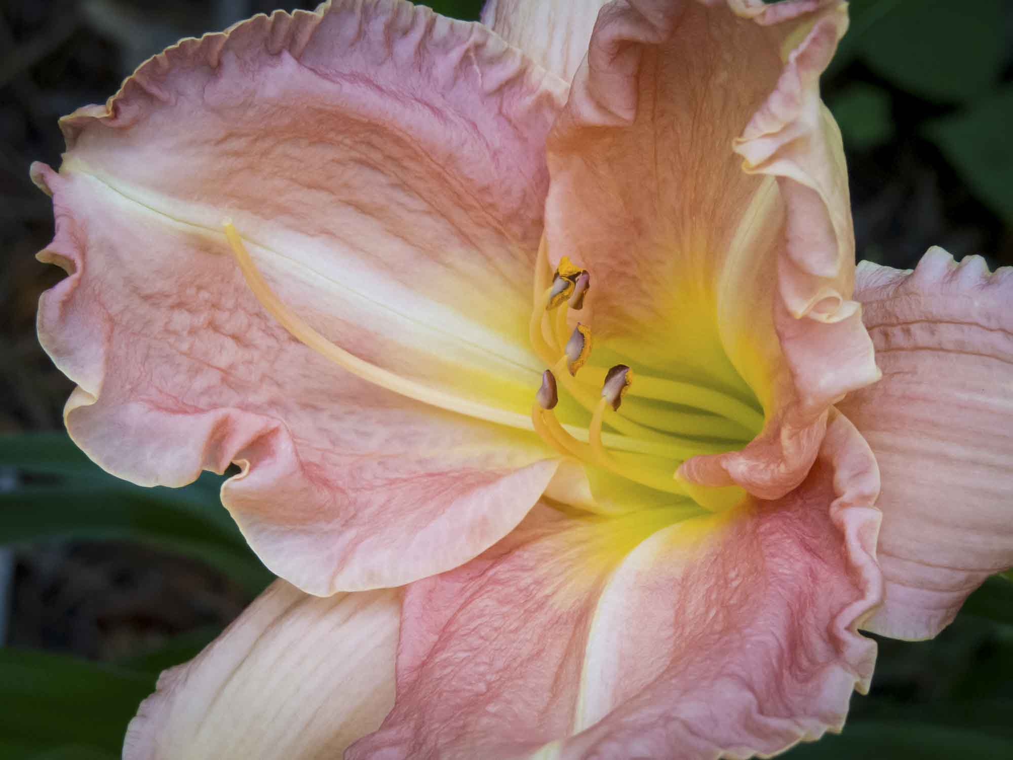 Floral Daylily Photograph