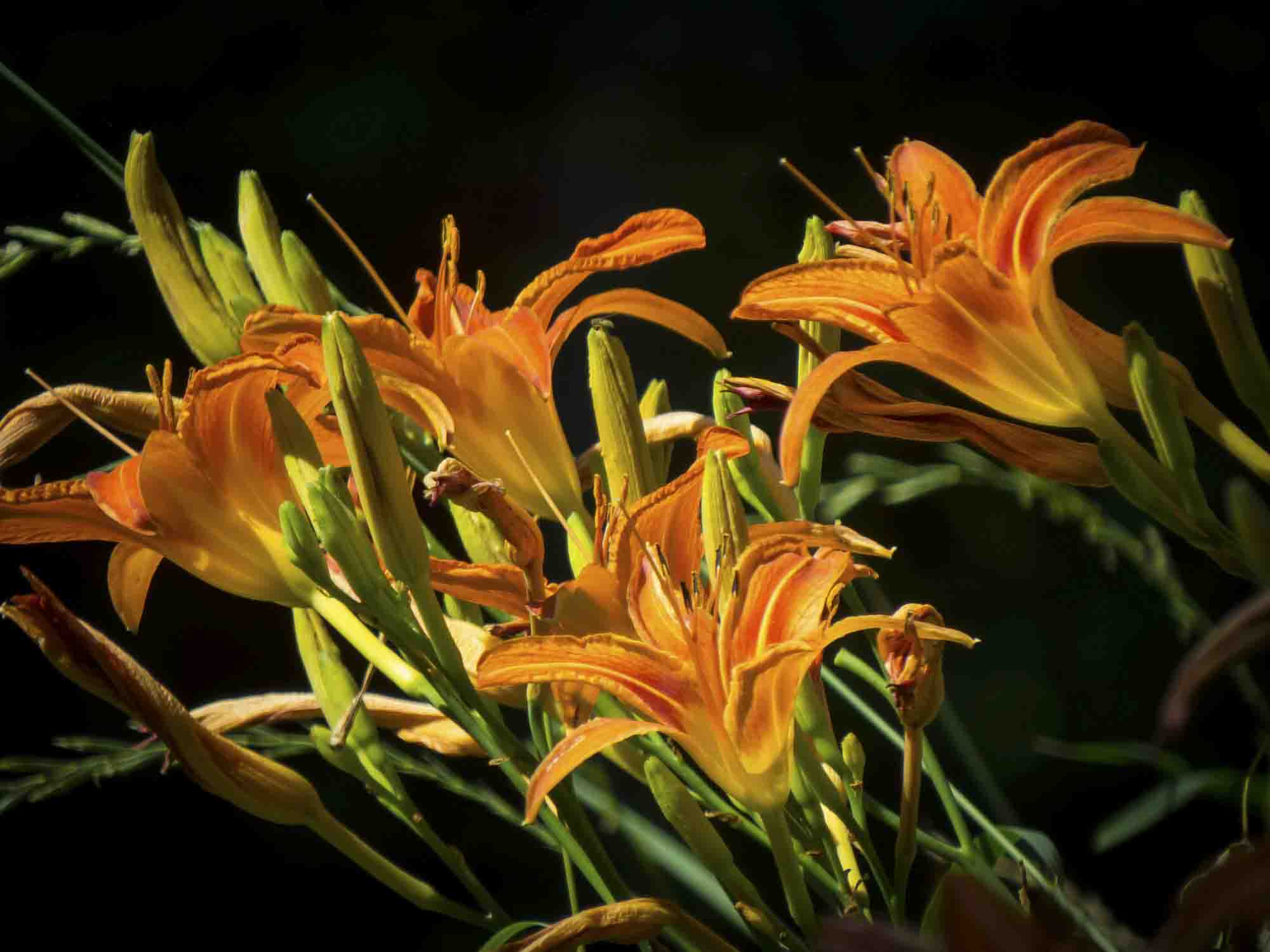 Floral Daylily Photograph