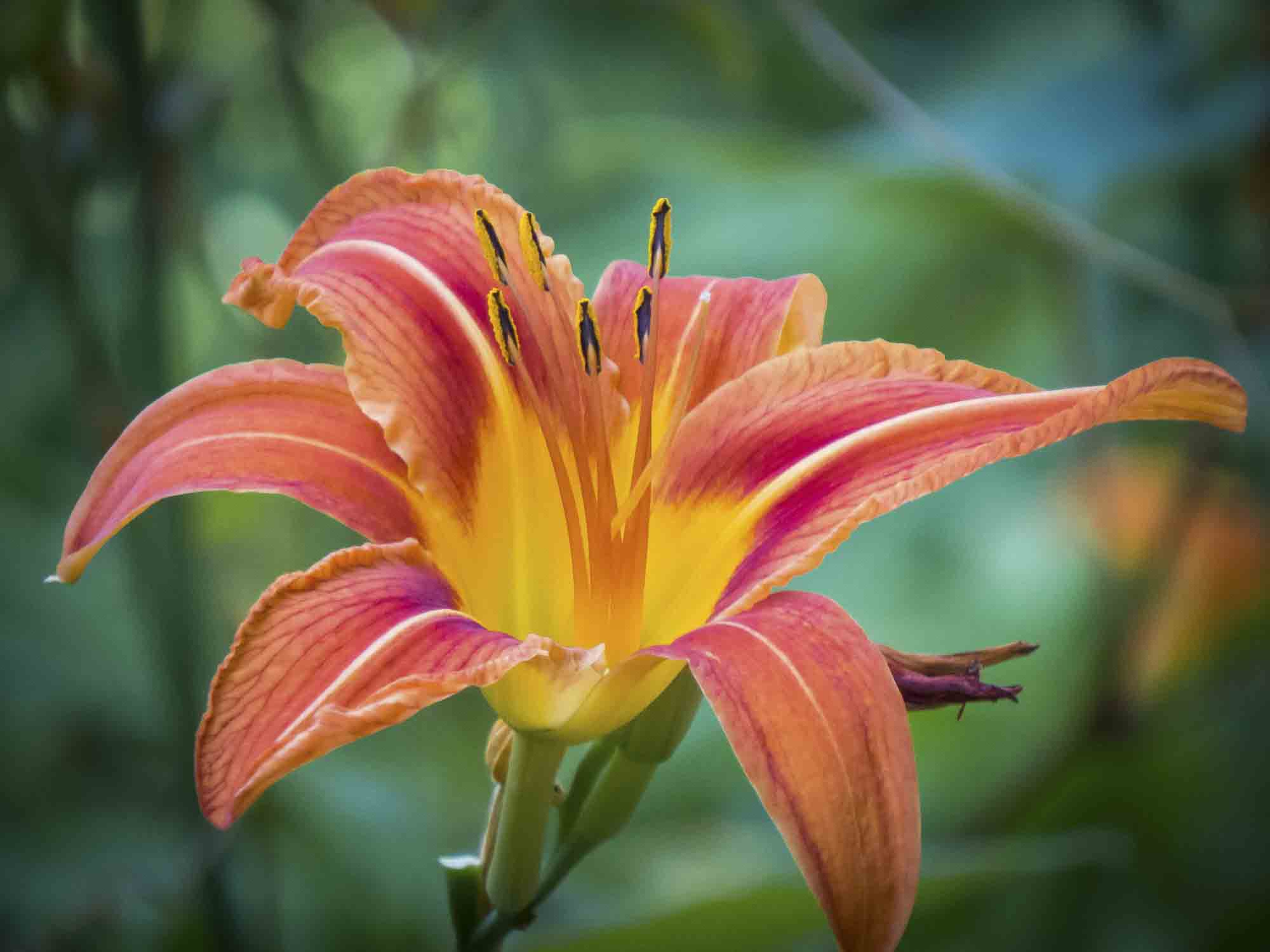 Floral Daylily Photograph