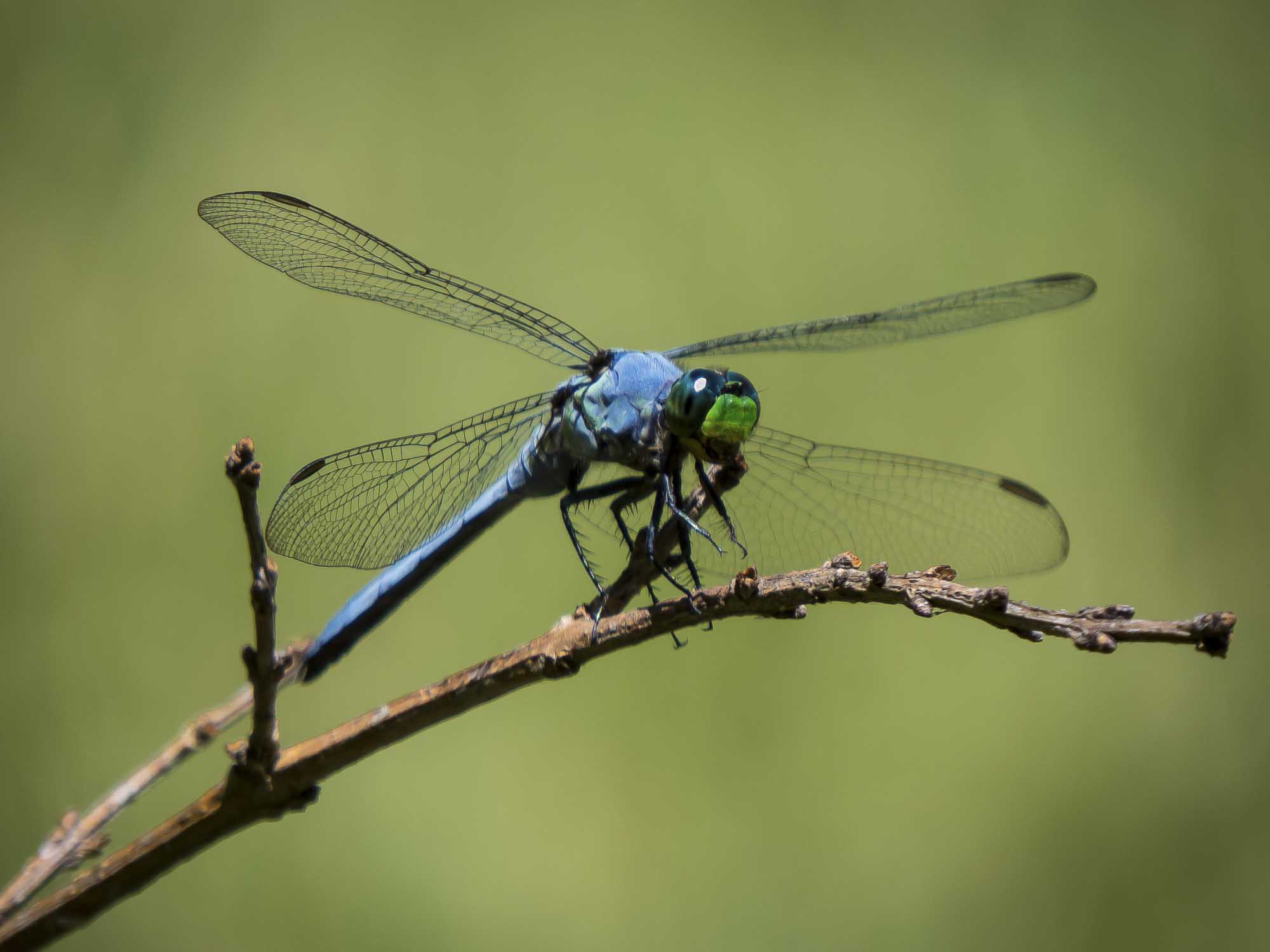 Dragonfly Photograph