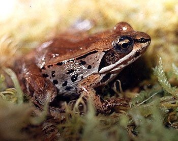 woodfrog