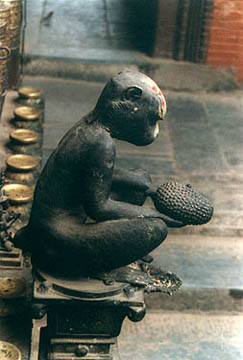 monkey with jackfruit, patan