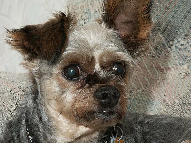 Handsome devil