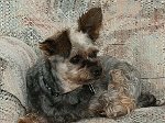Jeeves during a quiet moment at home.
He hears a sound - can he eat it?
