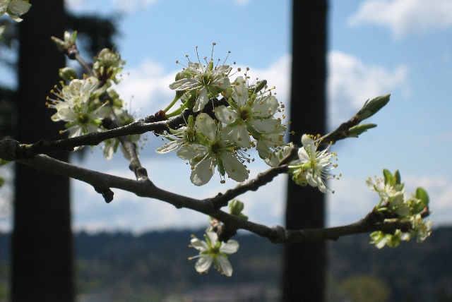 spring blossoms