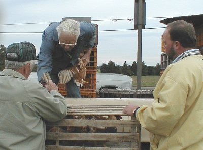 An experienced farmer knows how to grab a chicken.