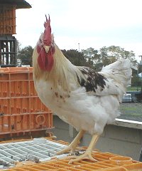 This rooster free to a good home.