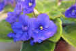 Img_0732.jpg.jpg (16253 bytes)