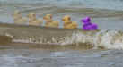 ROW DUCKS.jpg (29932 bytes)