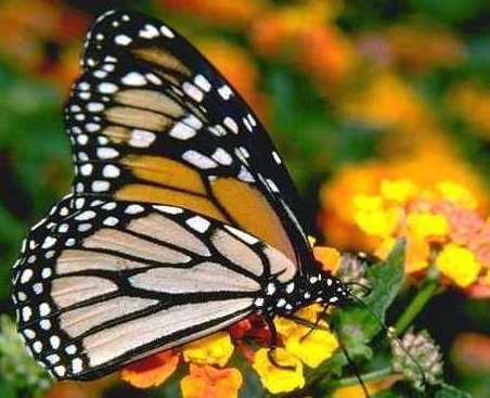 graphic image: Monarch butterfly on a buttercup