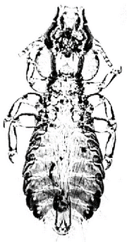 graphic image: sketch of the Strigiphilus garylarsoni owl louse