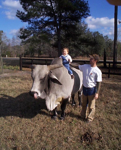 Lane on Yoyo, the brahma bull