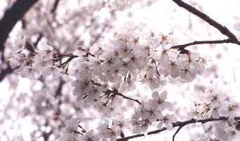 [photo of cherry blossoms up close]