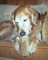 Albert chewing on a hot dog squeaky toy