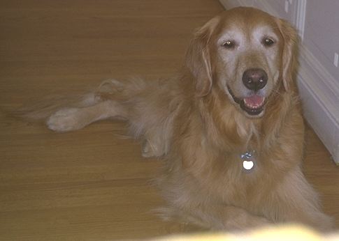 Albert sitting on the floor in the dining room, looking alert -- When's dinner?