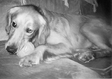 Albert sitting on the couch chewing one of his toys