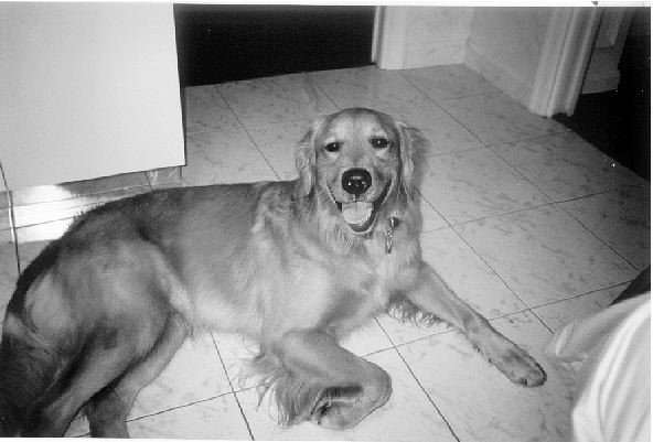 Albert sitting on the floor, looking up eagerly toward the camera