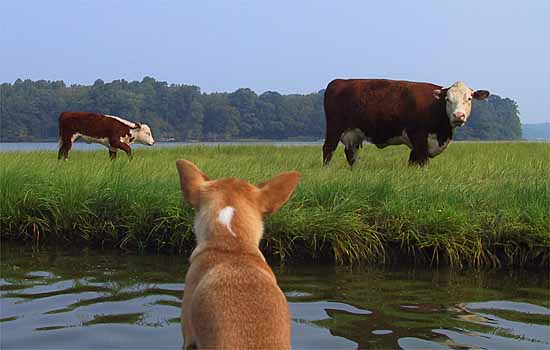 The cows of St. Leonard's Creek