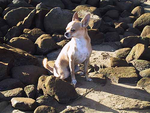 Rio on the rocks