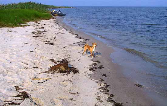 Rio on a Little Choptank River beach